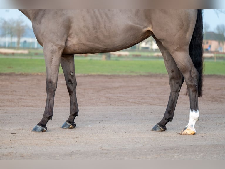 Baden Wuerttemberg Mare 5 years 16 hh in GROTE-BROGEL