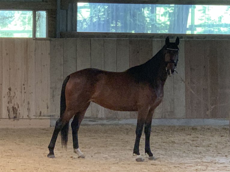 Baden Wuerttemberg Mare 6 years 15,2 hh Brown in Dettighofen