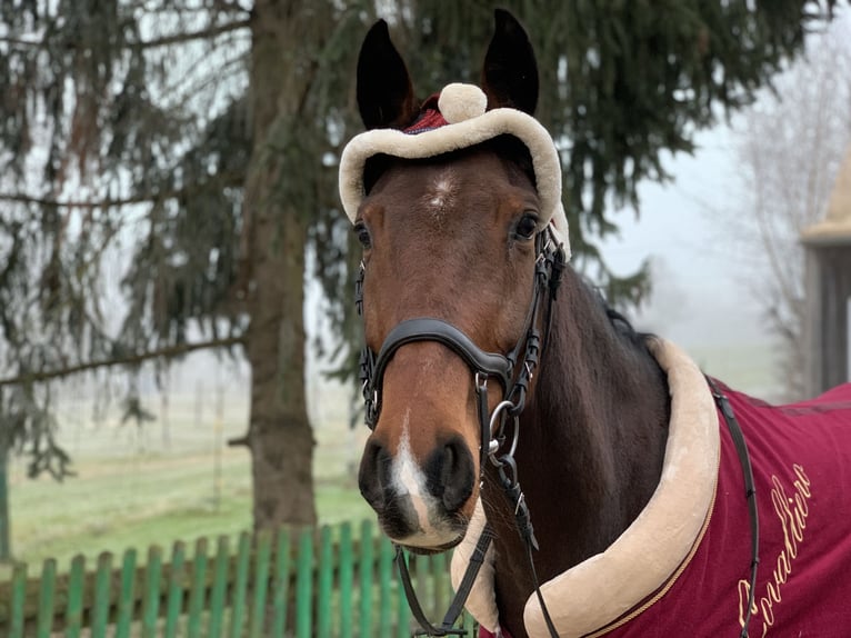 Baden Wuerttemberg Mare 6 years 15,2 hh Brown in Dettighofen