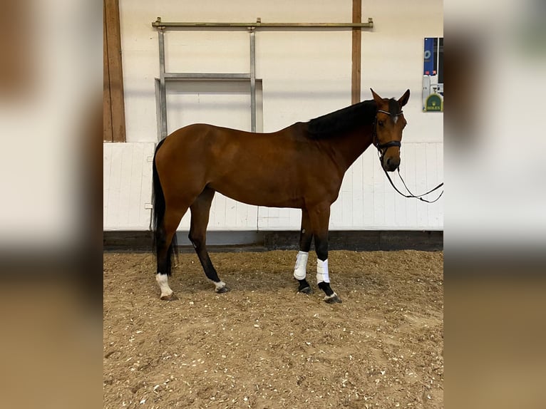 Baden Wuerttemberg Mare 6 years 16,1 hh Brown in Sigmaringen