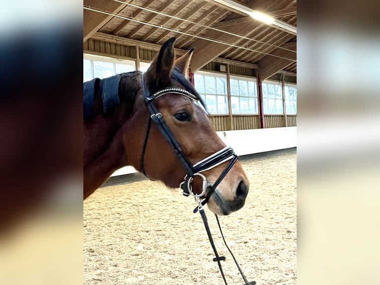 Baden Wuerttemberg Mare 6 years 16,1 hh Brown in Sigmaringen