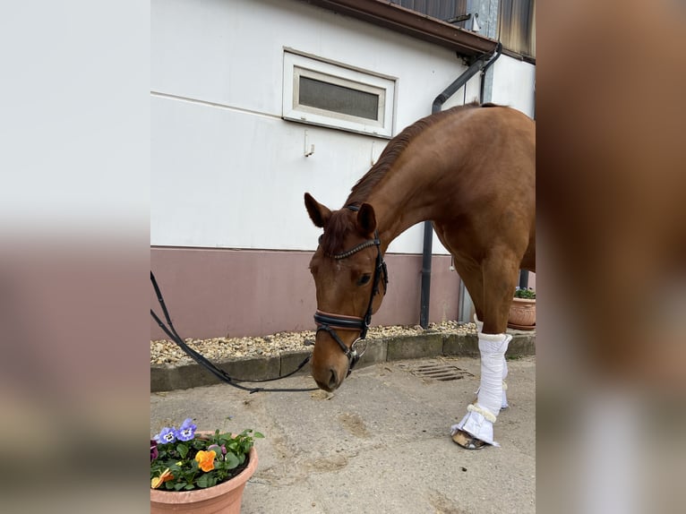 Baden Wuerttemberg Mare 6 years 16,1 hh Chestnut-Red in Reinsdorf