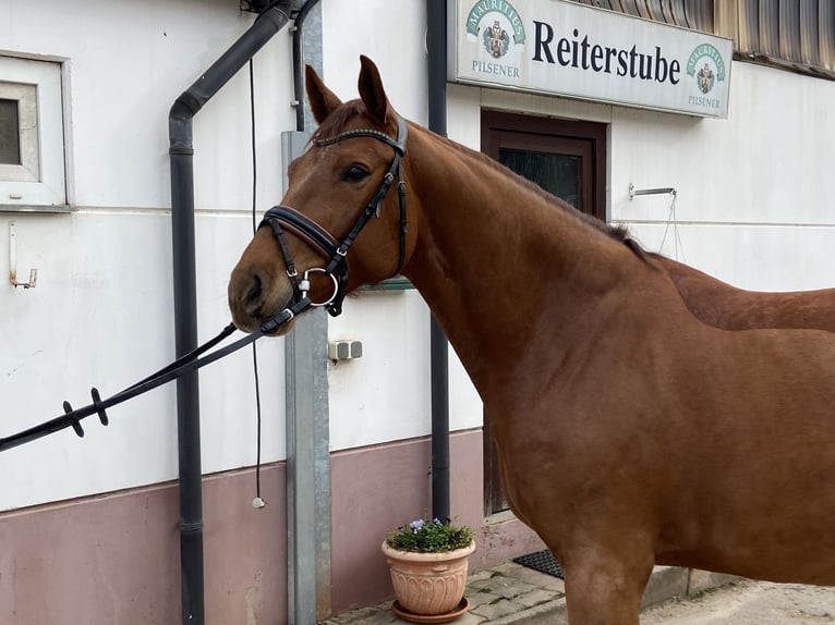 Baden Wuerttemberg Mare 6 years 16,1 hh Chestnut-Red in Reinsdorf