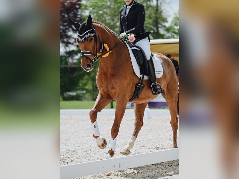 Baden Wuerttemberg Mare 6 years 16,1 hh Chestnut-Red in Reinsdorf