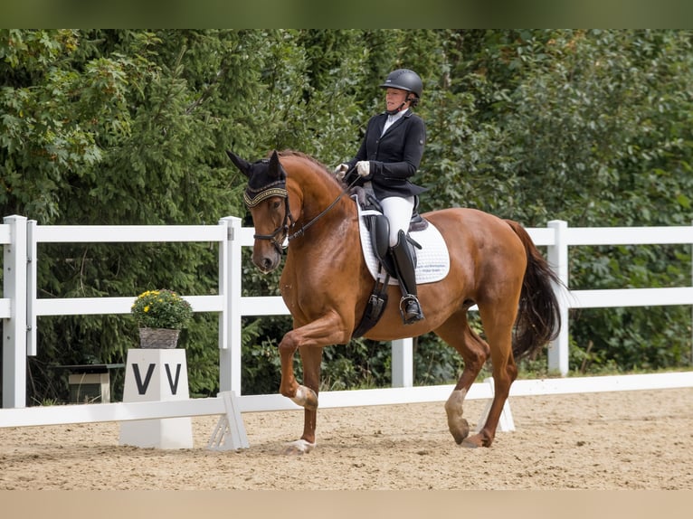 Baden Wuerttemberg Mare 6 years 16,1 hh Chestnut-Red in Reinsdorf