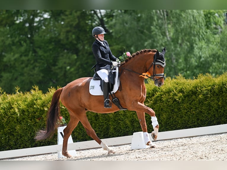 Baden Wuerttemberg Mare 6 years 16,1 hh Chestnut-Red in Reinsdorf