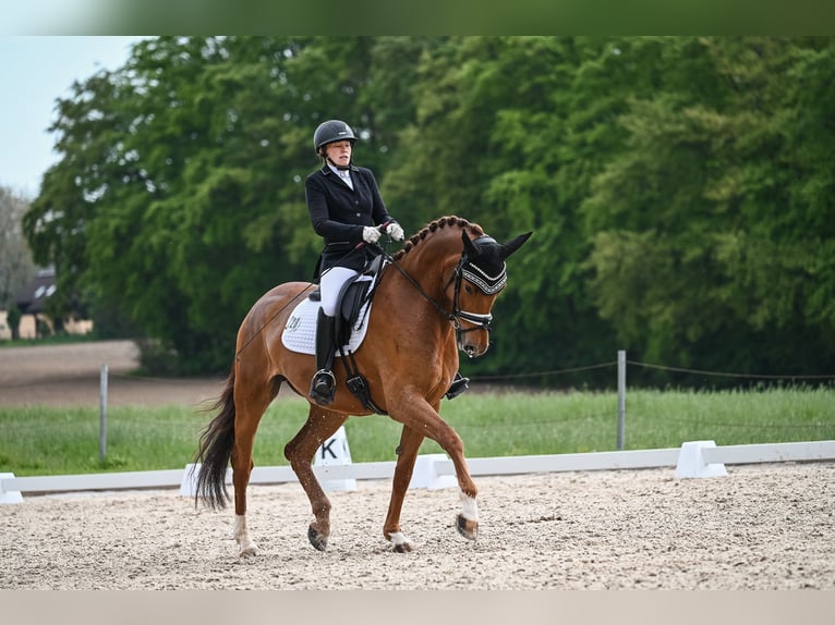 Baden Wuerttemberg Mare 6 years 16,1 hh Chestnut-Red in Reinsdorf