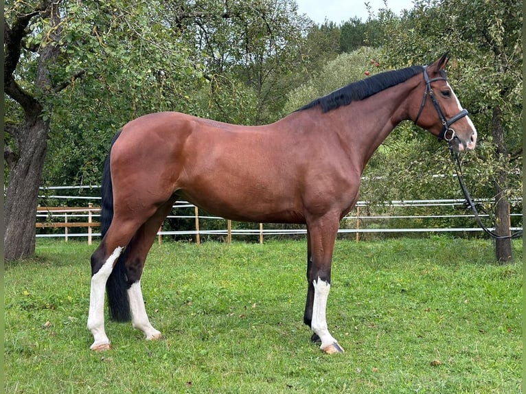 Baden Wuerttemberg Mare 6 years 16,2 hh Brown in Königheim