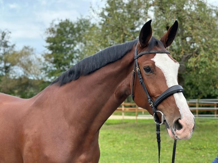 Baden Wuerttemberg Mare 6 years 16,2 hh Brown in Königheim