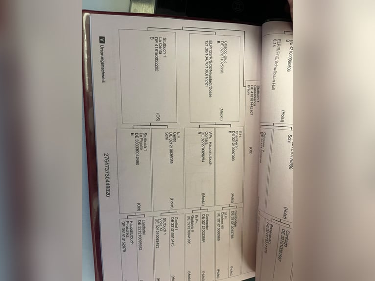 Baden Wuerttemberg Mare 6 years 16 hh Brown in Raisdorf