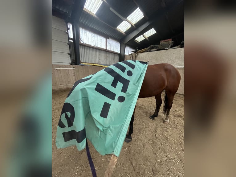 Baden Wuerttemberg Mare 6 years 16 hh Brown in Raisdorf