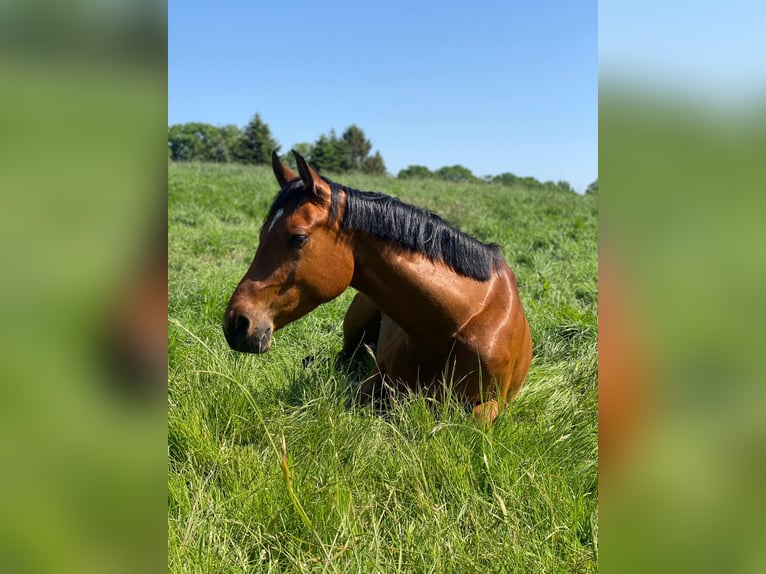 Baden Wuerttemberg Mare 6 years 16 hh Brown in Schwentinental