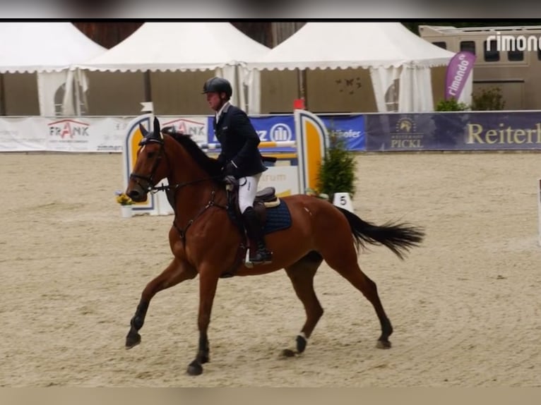 Baden Wuerttemberg Mare 6 years 17 hh Brown in Unterneukirchen