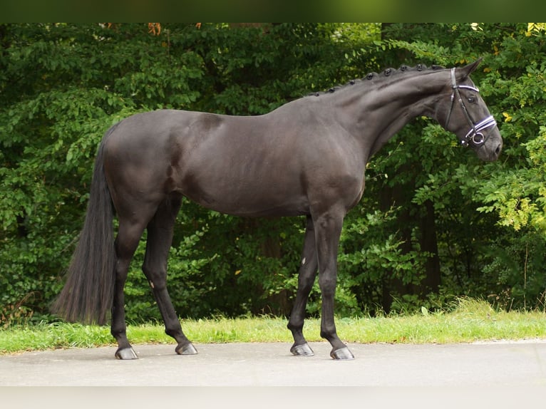 Baden Wuerttemberg Mare 6 years 17,2 hh Black in Gleichen
