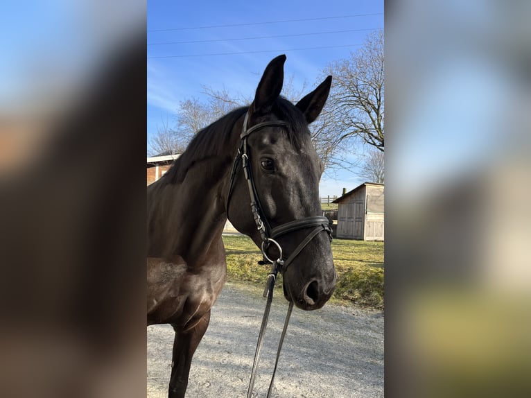 Baden Wuerttemberg Mare 7 years 16,1 hh Smoky-Black in Eppingen