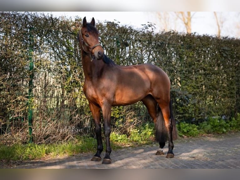 Baden Wuerttemberg Mare 7 years 16,2 hh Brown in Coesfeld