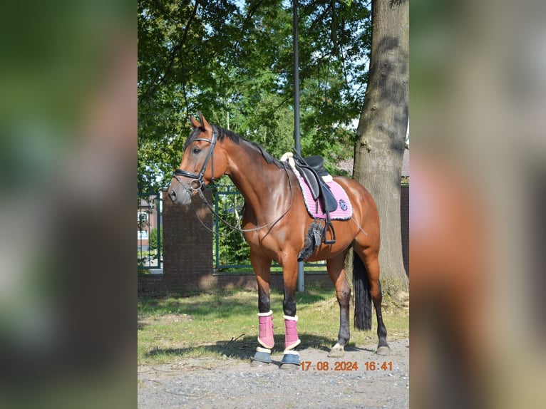 Baden Wuerttemberg Mare 7 years 16,2 hh Brown in Coesfeld