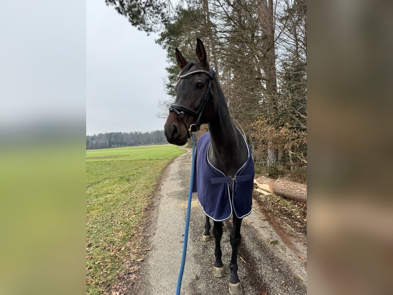 Baden Wuerttemberg Mare 7 years 16,2 hh Smoky-Black in Murrhardt