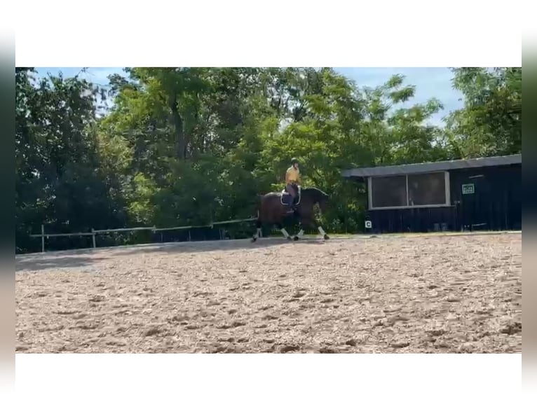 Baden Wuerttemberg Mare 7 years 16,2 hh Smoky-Black in Murrhardt