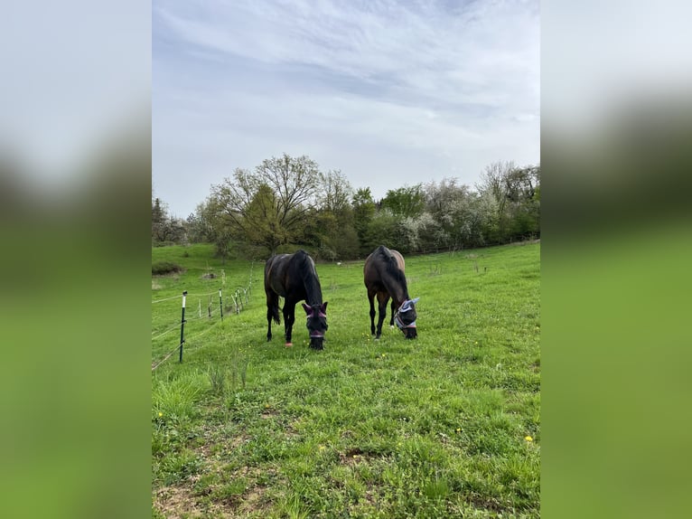 Baden Wuerttemberg Mare 7 years 16,2 hh Smoky-Black in Murrhardt