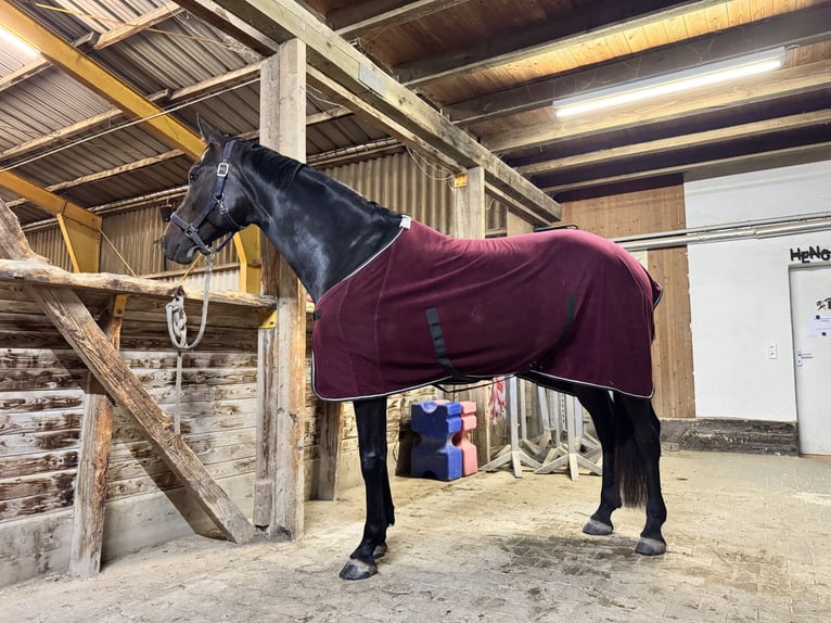 Baden Wuerttemberg Mare 7 years 16,2 hh Smoky-Black in Murrhardt