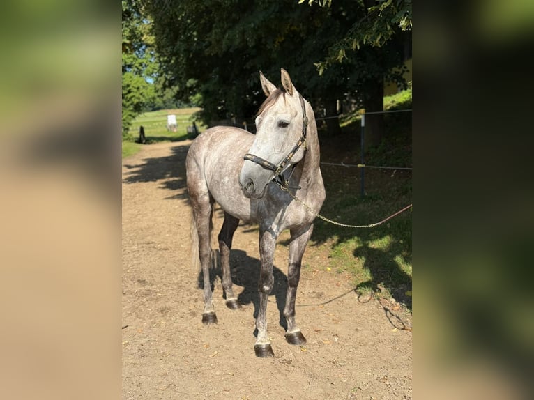 Baden Wuerttemberg Mare 7 years 16,1 hh Grey-Dapple in Ranshofen