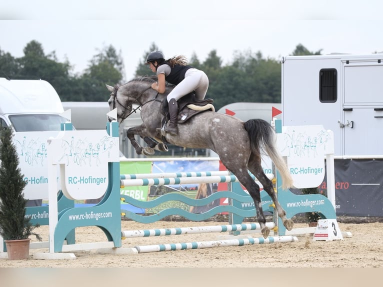 Baden Wuerttemberg Mare 7 years 16,1 hh Grey-Dapple in Ranshofen