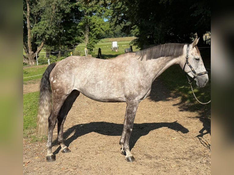 Baden Wuerttemberg Mare 7 years 16,1 hh Grey-Dapple in Ranshofen