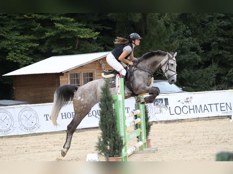 Baden Wuerttemberg Mare 7 years 16,1 hh Grey-Dapple in Ranshofen