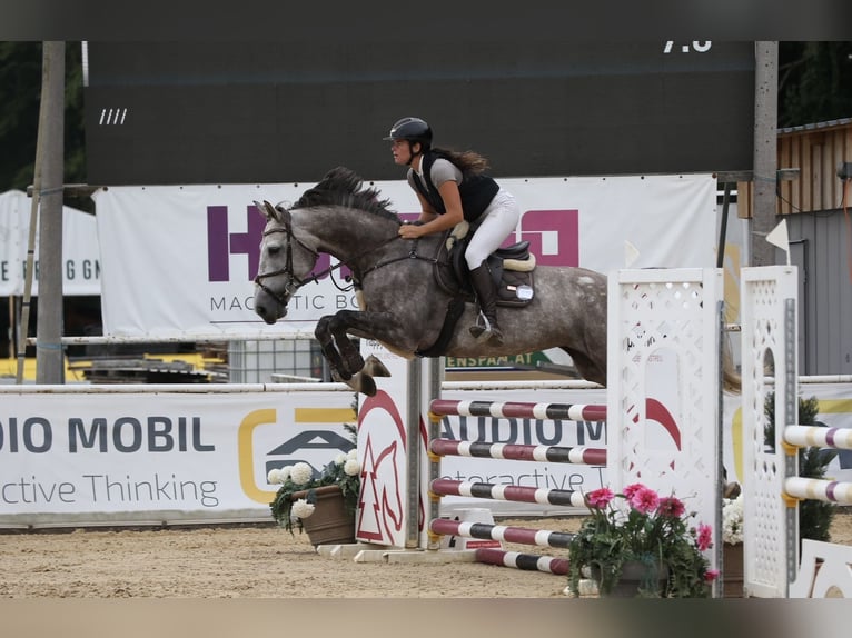 Baden Wuerttemberg Mare 7 years 16,1 hh Grey-Dapple in Ranshofen