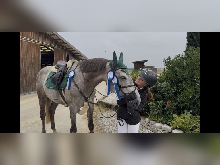 Baden Wuerttemberg Mare 7 years 16,1 hh Grey-Dapple in Ranshofen