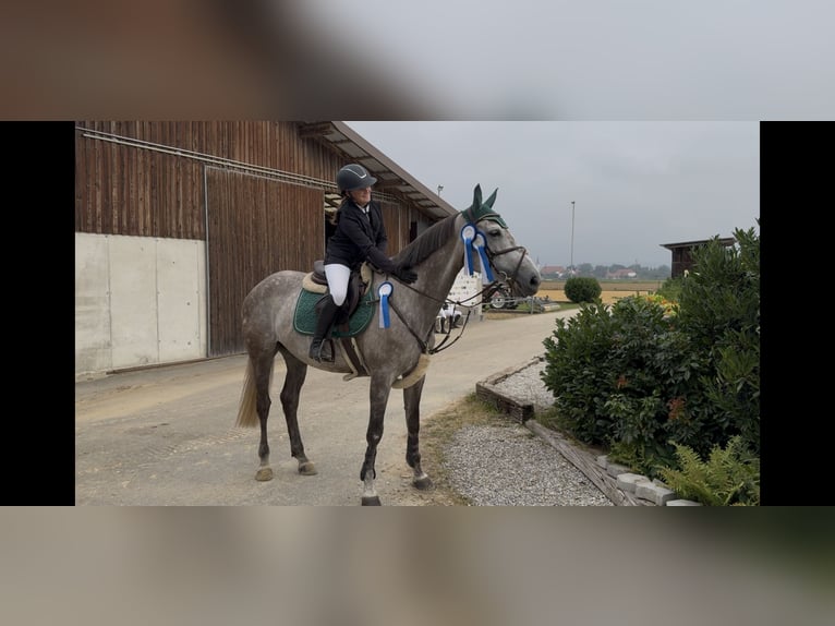Baden Wuerttemberg Mare 7 years 16,1 hh Grey-Dapple in Ranshofen