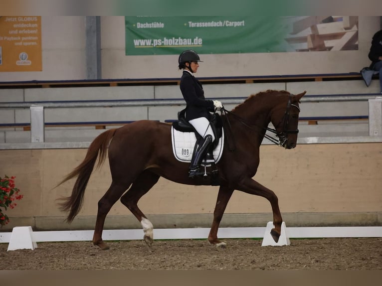 Baden Wuerttemberg Mare 7 years 16,2 hh Chestnut in Oberhausen-Rheinhausen