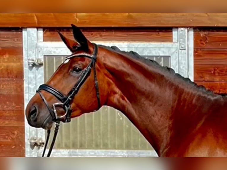 Baden Wuerttemberg Mare 7 years 17 hh Brown in Bruchsal