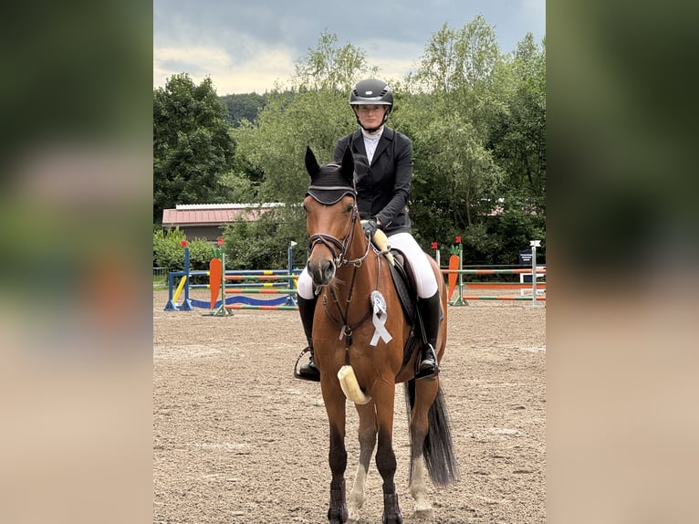 Baden Wuerttemberg Mare 8 years 16 hh Brown in Waldbrunn