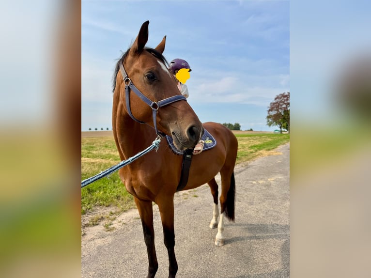 Baden Wuerttemberg Mare 8 years 16 hh Brown in Waldbrunn