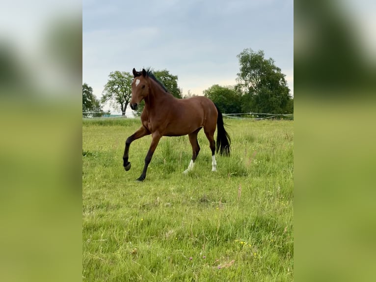 Baden Wuerttemberg Mare 8 years 16 hh Brown in Waldbrunn