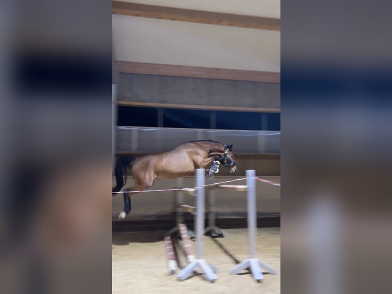 Baden Wuerttemberg Mare 8 years 16 hh Brown in Fürstenfeldbruck