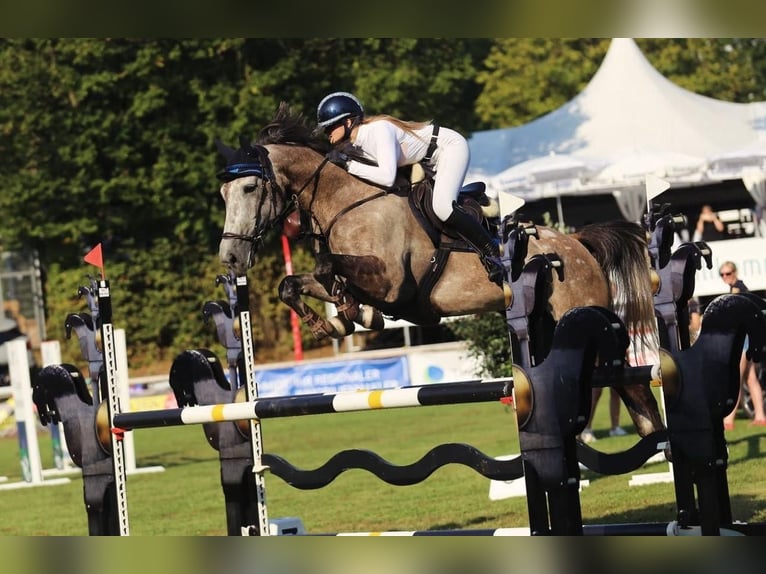 Baden Wuerttemberg Mare 8 years 16,1 hh Grey-Dapple in Wels