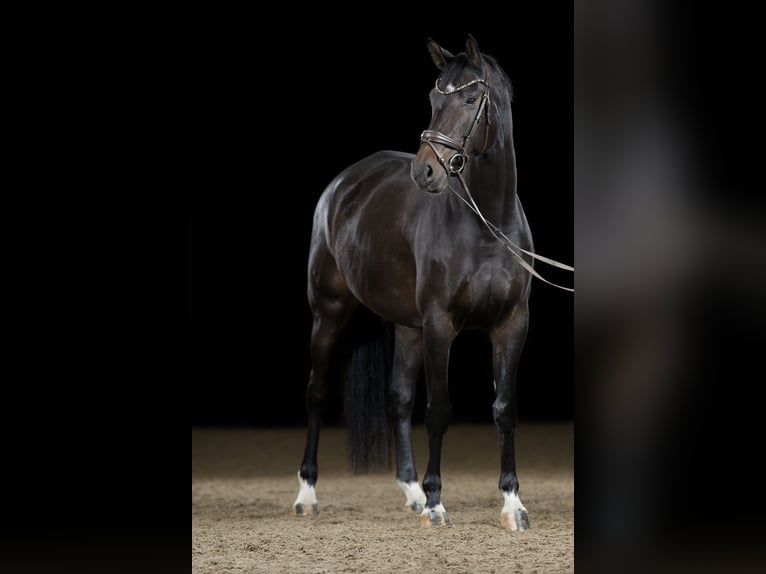 Baden Wuerttemberg Mare 8 years 17 hh Bay-Dark in Freiberg am Neckar