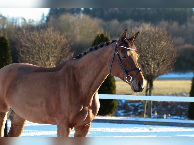 Baden Wuerttemberg Mare 9 years 17 hh Brown in Schwäbisch Hall