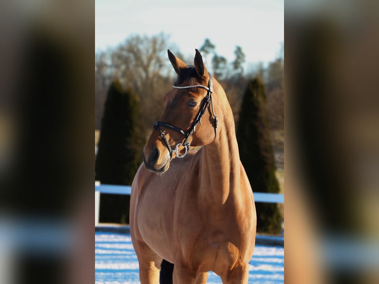 Baden Wuerttemberg Mare 9 years 17 hh Brown in Schwäbisch Hall