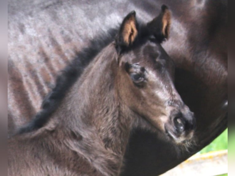 Baden Wuerttemberg Mare Foal (04/2024) Black in Bad Dürrheim