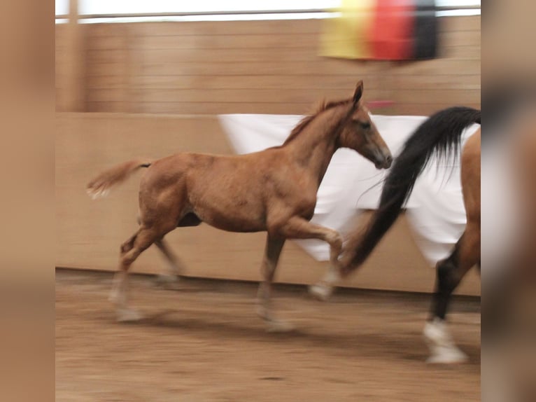 Baden Wuerttemberg Mare Foal (04/2025) Chestnut-Red in Heistenbach