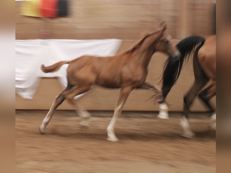 Baden Wuerttemberg Mare Foal (04/2025) Chestnut-Red in Heistenbach