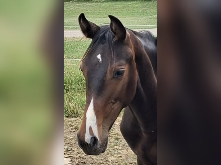 Baden Wuerttemberg Stallion 1 year 16,1 hh Bay-Dark in Gomadingen