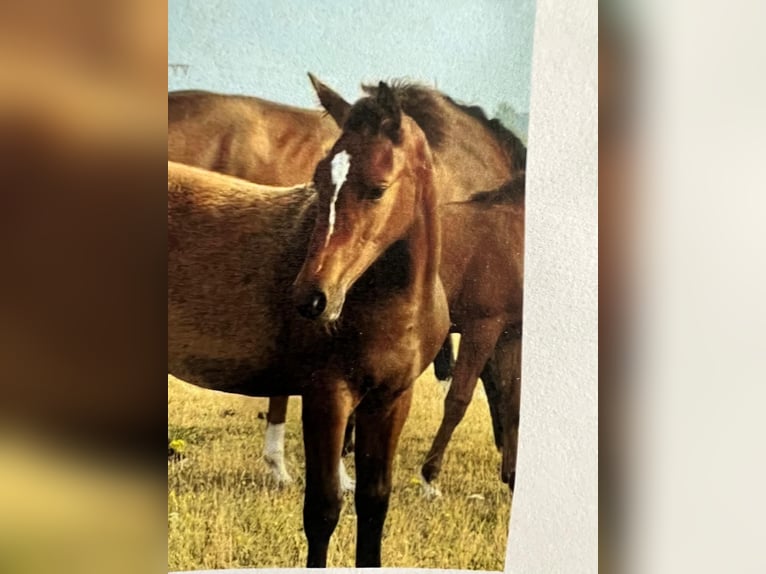 Baden Wuerttemberg Stallion 1 year 16,1 hh Brown in Sperenberg