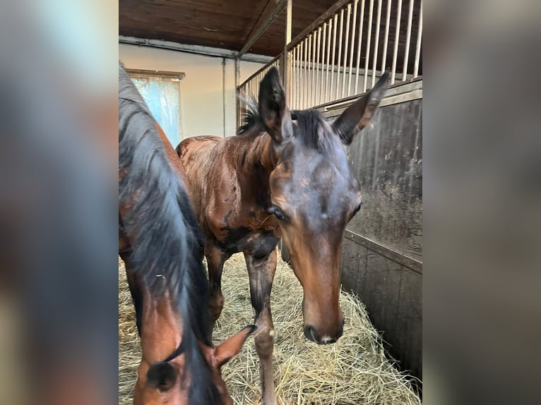 Baden Wuerttemberg Stallion 1 year Bay-Dark in Wiesloch