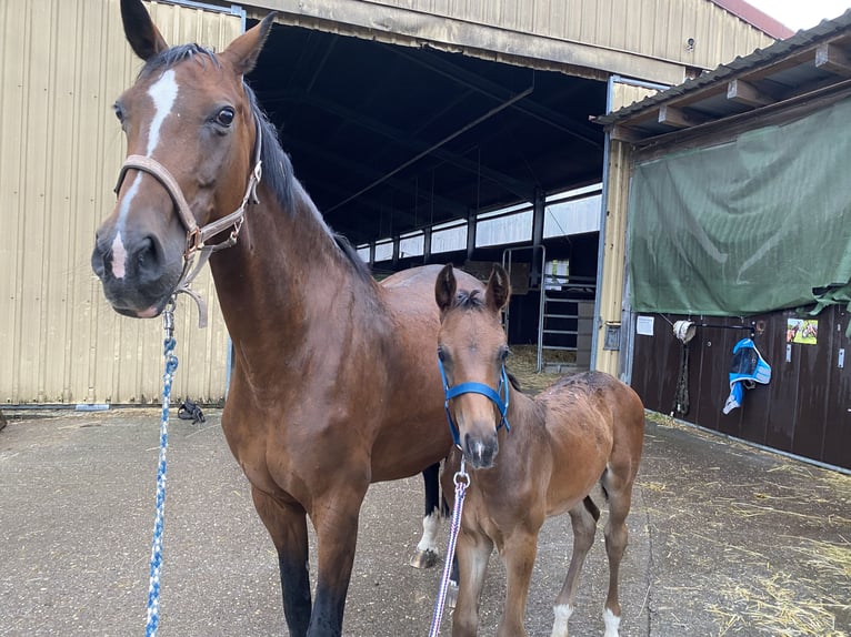 Baden Wuerttemberg Stallion 1 year Bay-Dark in Wiesloch