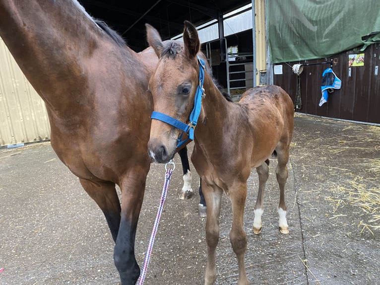 Baden Wuerttemberg Stallion 1 year Bay-Dark in Wiesloch